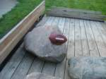 Photo Number 5